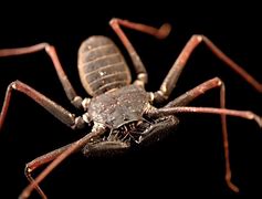 Image result for Scorpions in Colorado