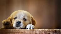 Image result for Puppy Wallpaper for Kindle Fire HD 10