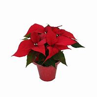 Image result for Potted Poinsettia