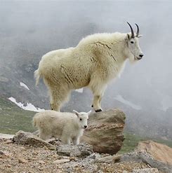 Image result for free picture of mountain goats