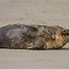 Image result for Types of Seals