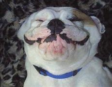 Image result for Most Funny Dog