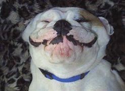 Image result for Most Funny Dog Pictures Ever