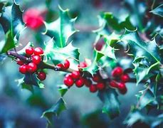 Image result for Toxic and Poisonous Plants