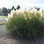 Image result for How to Plant Pampas Grass