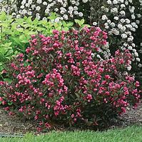 Image result for Wine Roses Weigela - 1 Container