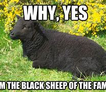 Image result for Black Sheep Meme