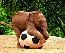 Image result for Free Wallpaper Cute Animals