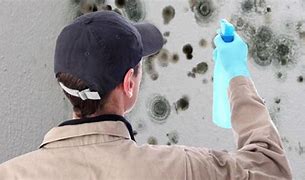 Image result for Mold Removal Prices