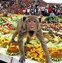 Image result for Monkey Buffet Festival Samachar