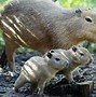 Image result for Cute Unusual Animals