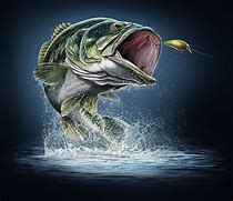 Image result for Cool Fish Art
