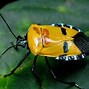 Image result for Bug with Human Face