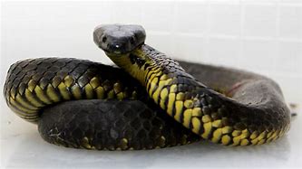 Image result for Tasmanian Tiger Snake