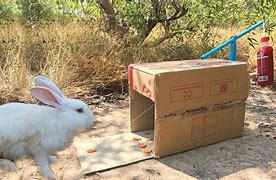 Image result for Easy to Make Rabbit Traps