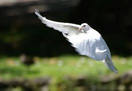 Image result for Public Domain Picture of Dove Landing