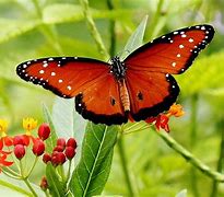 Image result for Queen Butterflies