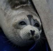 Image result for Caspian Seals Defend Itself