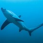 Image result for Shark with Long Tail