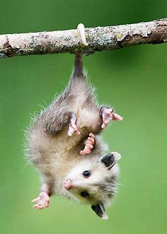 Lil grab grabs : Possums