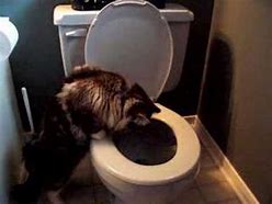 Image result for Cat Flushing Toilet