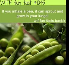 Image result for Random WTF Fun Fact