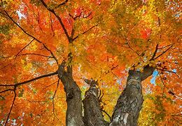 Image result for Maple Tree