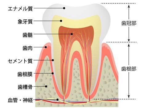 歯の構造 に対する画像結果