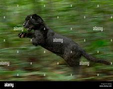 Image result for Black Panther Running