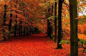 Image result for Full HD Wallpapers 1080P Fall