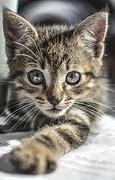 Image result for Cute Cat Please