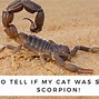 Image result for Cat with Scorpion Tial