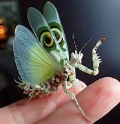 Image result for Very Cool Bugs