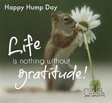 Image result for Squirrel Happy Hump Day Quotes