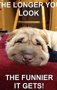 Image result for Funny Picturres to Make You Augh