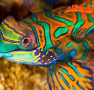 Image result for Mandarin Saltwater Fish