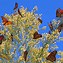 Image result for Monarch Migration