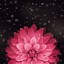 Image result for Cute Flower Wallpaper for Phone