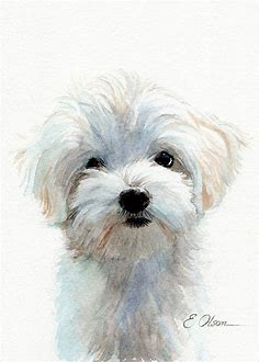 ORIGINAL Watercolor Maltese painting, Maltese Puppy painting, Dog lovers gift, Maltese dog wall art watercolor painting, Maltese puppy decor in 2020 | Dog paintings, Dog wall art, Dog watercolor painting