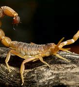 Image result for Scorpion Fall Pics