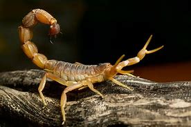 Image result for Scorpions in Utah
