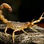 Image result for Scorpion Literally Me