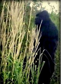 Image result for Sasquatch Face