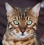 Image result for Bengal Domestic Cat