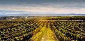Image result for Campo Viejo