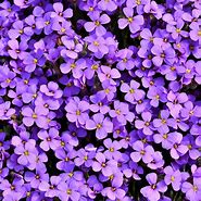 Image result for Purple iPad Wallpapers