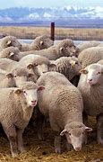 Image result for Sheep Conspiracy Meme