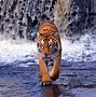 Image result for Bengal Tiger Happy