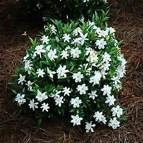 Image result for Dwarf Radicans Gardenia, 1 Gal- Dwarf Size Brings Gardenia Smell to any Landscape, Cold Hardy