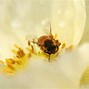 Image result for Bee Wallpaper Vertiical